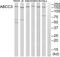 ATP Binding Cassette Subfamily C Member 3 antibody, abx014298, Abbexa, Western Blot image 