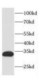 Caspase 6 antibody, FNab01292, FineTest, Western Blot image 