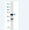 Ankyrin Repeat And SOCS Box Containing 5 antibody, H00140458-M03-100ug, Novus Biologicals, Western Blot image 