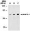 Apoptosis Antagonizing Transcription Factor antibody, NBP1-76655, Novus Biologicals, Western Blot image 