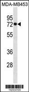 Heat Shock Protein Family A (Hsp70) Member 1 Like antibody, 60-865, ProSci, Western Blot image 