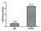 Apurinic/Apyrimidinic Endodeoxyribonuclease 1 antibody, LS-C285451, Lifespan Biosciences, Chromatin Immunoprecipitation image 