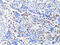 S100 Calcium Binding Protein A9 antibody, 23-938, ProSci, Immunohistochemistry paraffin image 