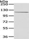 WD Repeat Domain 36 antibody, TA351927, Origene, Western Blot image 