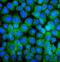 BCL2 Antagonist/Killer 1 antibody, PA1437, Boster Biological Technology, Immunofluorescence image 