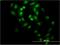 GA Binding Protein Transcription Factor Subunit Alpha antibody, H00002551-M07, Novus Biologicals, Immunofluorescence image 