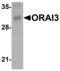 ORAI Calcium Release-Activated Calcium Modulator 3 antibody, MBS150017, MyBioSource, Western Blot image 