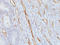 Platelet And Endothelial Cell Adhesion Molecule 1 antibody, AM50153PU-S, Origene, Immunohistochemistry frozen image 