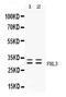Four And A Half LIM Domains 3 antibody, PB10064, Boster Biological Technology, Western Blot image 