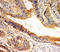 Solute Carrier Family 1 Member 4 antibody, LS-C313288, Lifespan Biosciences, Immunohistochemistry frozen image 