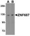 Zinc Finger Protein 687 antibody, A10784-1, Boster Biological Technology, Western Blot image 