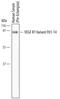 Fms Related Tyrosine Kinase 1 antibody, MAB6564, R&D Systems, Western Blot image 