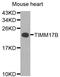 Translocase Of Inner Mitochondrial Membrane 17B antibody, A8477, ABclonal Technology, Western Blot image 