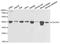 Cell Division Cycle 25C antibody, STJ113078, St John