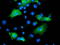 ADP Ribosylation Factor GTPase Activating Protein 1 antibody, LS-C172811, Lifespan Biosciences, Immunofluorescence image 