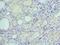 Ephrin B2 antibody, LS-C375644, Lifespan Biosciences, Immunohistochemistry frozen image 