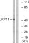 LDL Receptor Related Protein 11 antibody, abx014560, Abbexa, Western Blot image 