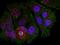 Myocyte Enhancer Factor 2A antibody, orb14773, Biorbyt, Immunofluorescence image 