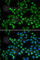 Complement C1q Binding Protein antibody, A1883, ABclonal Technology, Immunofluorescence image 