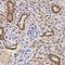 Sperm Adhesion Molecule 1 antibody, orb48545, Biorbyt, Immunohistochemistry paraffin image 