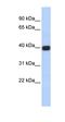 Gap Junction Protein Delta 2 antibody, orb329877, Biorbyt, Western Blot image 