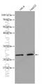 ER Membrane Protein Complex Subunit 7 antibody, 27550-1-AP, Proteintech Group, Western Blot image 