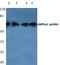 Protein Kinase AMP-Activated Catalytic Subunit Alpha 1 antibody, A00994S486, Boster Biological Technology, Western Blot image 