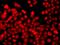 Glutathione S-Transferase Mu 4 antibody, orb247965, Biorbyt, Immunofluorescence image 