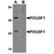 POU Class 5 Homeobox 1 antibody, MBS151097, MyBioSource, Western Blot image 