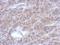 Flagellum Associated Containing Coiled-Coil Domains 1 antibody, NBP2-15366, Novus Biologicals, Immunohistochemistry paraffin image 