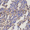 RAB11A, Member RAS Oncogene Family antibody, LS-C331314, Lifespan Biosciences, Immunohistochemistry frozen image 