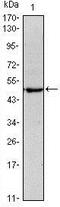 POU Class 5 Homeobox 1 antibody, TA336803, Origene, Western Blot image 