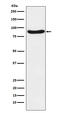 Signal Regulatory Protein Alpha antibody, M05151-1, Boster Biological Technology, Western Blot image 