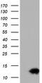 Follicle Stimulating Hormone Subunit Beta antibody, LS-C115486, Lifespan Biosciences, Western Blot image 