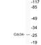 Cell Division Cycle 34 antibody, LS-C177296, Lifespan Biosciences, Western Blot image 