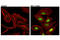 Interferon Regulatory Factor 9 antibody, 76684S, Cell Signaling Technology, Immunofluorescence image 