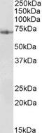 Protein Disulfide Isomerase Family A Member 2 antibody, EB10881, Everest Biotech, Western Blot image 