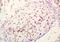 SRY-Box 11 antibody, orb101332, Biorbyt, Immunohistochemistry paraffin image 