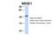 Tll antibody, 27-861, ProSci, Western Blot image 