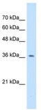 Nudix Hydrolase 9 antibody, TA338790, Origene, Western Blot image 