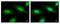 Proteasome Inhibitor Subunit 1 antibody, LS-C185652, Lifespan Biosciences, Immunocytochemistry image 