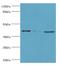 NudC domain-containing protein 3 antibody, A60090-100, Epigentek, Western Blot image 