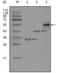 EDR antibody, A03240, Boster Biological Technology, Western Blot image 