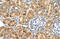 Prolyl 4-Hydroxylase Subunit Beta antibody, 30-365, ProSci, Enzyme Linked Immunosorbent Assay image 