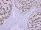 Tripeptidyl Peptidase 1 antibody, GTX103896, GeneTex, Immunohistochemistry paraffin image 