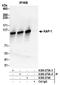 Tripartite Motif Containing 28 antibody, A300-275A, Bethyl Labs, Immunoprecipitation image 