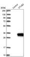 OTU Deubiquitinase, Ubiquitin Aldehyde Binding 2 antibody, PA5-51703, Invitrogen Antibodies, Western Blot image 