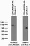 Jumonji domain-containing protein 2A antibody, 75-189, Antibodies Incorporated, Western Blot image 