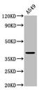 Protein Wnt-3a antibody, LS-C285746, Lifespan Biosciences, Western Blot image 