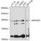 Rho Guanine Nucleotide Exchange Factor 5 antibody, 19-304, ProSci, Western Blot image 